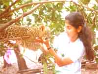 Playing with Krishna the Leopard Cub